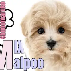 【 MIX 】オンリーワンな可愛さ無限大！人気犬種の両親を持つマルプーの女の子