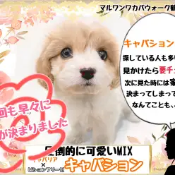 【 MIX 】なんでこんなに人気？すぐに家族が決まるキャバションちゃん