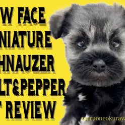 【 ミニチュアシュナウザー 】賢い・抜け毛少ない・育てやすいパートナードッグ！