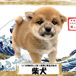 【 柴犬 】ムチムチ加減がたまらない！ずっと抱っこしてたくなるモフ柴犬！