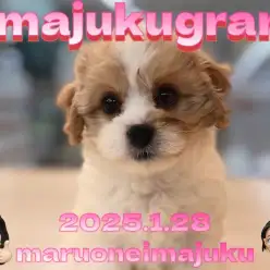 【 イマジュクグラム 】濃いめブレンハイム！キャバションの女の子が聖地に降臨！