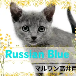 【 ロシアンブルー 】モデル体型の甘えん坊girl！ロシアンブルー入店！
