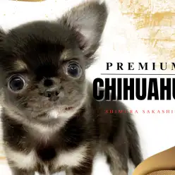 【 チワワ 】小さいけれど心は勇敢！プレミアムに選ばれたチワワちゃんをご紹介！