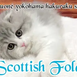 【 スコティッシュフォールド 】プレミアム認定の順応性抜群にゃんこ！