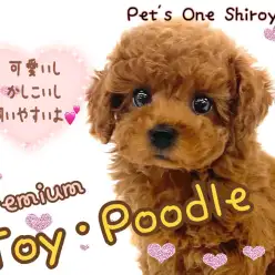 【 トイ・プードル 】見て可愛い、触れて癒されるプレミアムトイプーちゃん降臨！