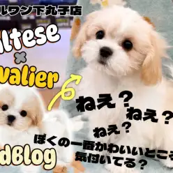 【 マルキャバ 】マルチーズとキャバリアのMIX！個性と可愛らしさ満載の成長記録