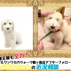 【 鶴ヶ島店アフターフォロー 】卒業生スタンダードプードルのタロウちゃん近況相談