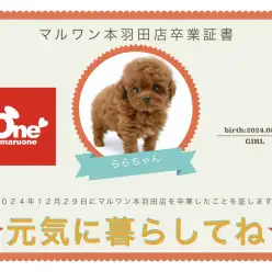 【 卒業記念 】トイプードルのららちゃん卒業おめでとう！今までの感謝を込めて