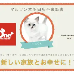 【 卒業記念 】ラグドールのニコくん卒業おめでとう！今までの感謝を込めて