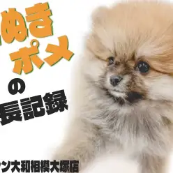 【 ポメラニアン 】生後3ヶ月！間違いなく可愛いタヌキポメをお探しの方は必見！