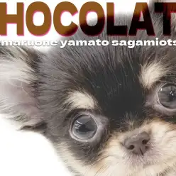 【 チワワ 】生後2ヶ月で体重490gの小さめサイズ！オシャレなチョコカラー！