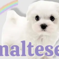 【 マルチーズ 】真っ白なボディと短い足！天真爛漫笑顔溢れる激かわマルちゃん！