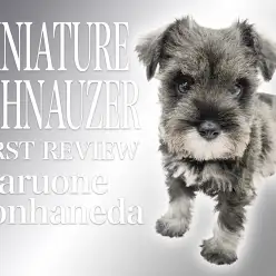 【 ミニチュアシュナウザー 】ソルト＆ペッパーの美人顔でおしとやかな女の子！