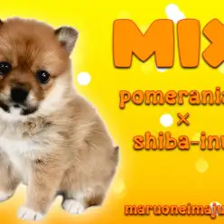 【 MIX ポメ柴 】たぬき顔の温厚癒し系！オンリーワンなmix犬の女の子！