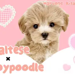 【 MIX 】人気No.1のmix！環境馴れ抜群のマルプーちゃんが北戸田に登場！