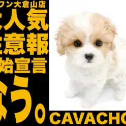 【 MIX 】元気さ可愛さ120％の天真爛漫ガール！幻のキャバション降臨！