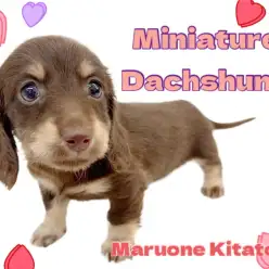 【 ミニチュアダックスフント 】まろ眉がトレードマーク！社交性豊かな美少女わんこ