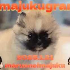 【 イマジュクグラム 】チワワとポメラニアンの最強癒し系MIX!おっとり女の子!