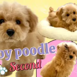 【 トイプードル 】生後4ヶ月半！タイニーサイズに成長中のちびっ子ぷーちゃん！