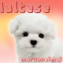 【 マルチーズ 】マズル短めのドワーフ体型！純白の被毛を纏った温厚な女の子！