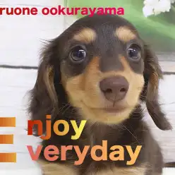 【 ダックス 】人懐こさ際立つ陽気な性格！生後70日目の短足ガール！