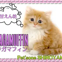 【 ラガマフィン 】美形の超甘えん坊にゃんこがやってきた！