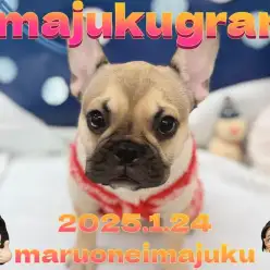 【 イマジュクグラム 】無防備すぎる超癒し系フレンチブルドッグのお昼寝姿特集！