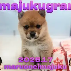 【 イマジュクグラム 】白い靴下を履いたポメラニアンと柴犬のレアMIX犬登場！