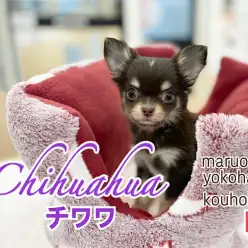 【 チワワ 】希少！チョコレートカラーの女の子がやってきた！