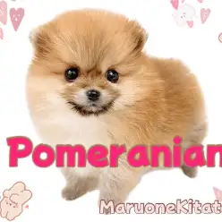 【 ポメラニアン 】抜群の毛量！おっとりたぬき顔ポメちゃんが北戸田店に登場！