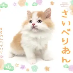 【 サイベリアン 】甘々な性格で癒しを届ける温厚なサイベリアンの男の子が入店!