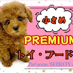 【 トイ・プードル 】待ってました!!小さめプレミアムトイプーちゃんの登場です!!
