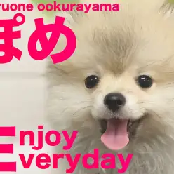 【 ポメラニアン 】爆毛と愛嬌成長中！！愛されキャラのポメラニアンちゃん！