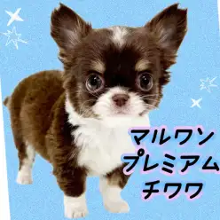 【 チワワ 】マルワンプレミアム激かわちーちゃん！優れた容姿と愛らしい性格