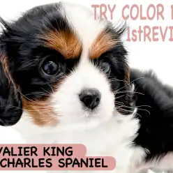 【 キャバリア 】別名プリンスチャールズの毛色を持った美男子登場！