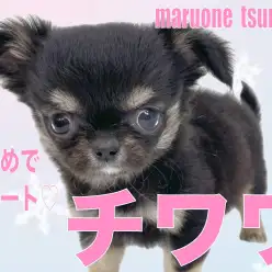 【 チワワ 】艷やかなブラック＆タンカラーの小さめな女の子！！