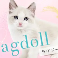 【 ラグドール 】超美形！クールな見た目を覆す甘え上手な癒し系キャット