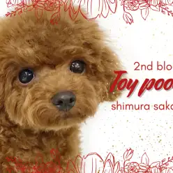 【 トイプードル 】優等生で甘えん坊なプーちゃんにメロメロになること間違いなし！