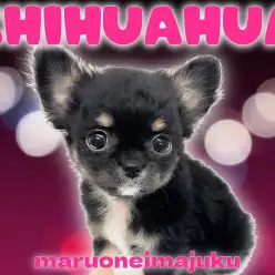 【 チワワ 】生後2ヶ月で509g！王道ブラックタンカラーの目ヂカラ最強な女の子