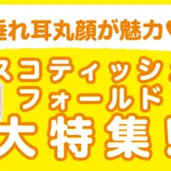 【 スコティッシュフォールド特集 】1/2現在在店中の垂れ耳の癒し系を大特集！