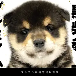 【 柴犬 】タヌキ系柴をお探しの方は必見！ワンランク上のプレミアム黒柴が参上！