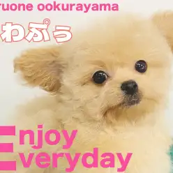 【 MIX 】初シャンプーでお耳に変化？！衝撃の可愛さ炸裂のチワプーちゃん！