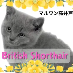 【 ブリティッシュ 】お父さんはACCグランドチャンピオン！穏やかな性格の女の子