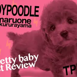 【トイプードル】鮮やかなレッドカラー！反則級の上目遣いに心鷲掴み！！