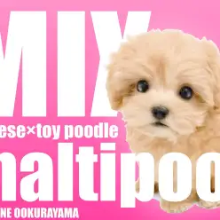 【 MIX 】よちよちドワーフ体型のシュークリームカラーのマルプーちゃん！