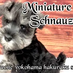 【 ミニチュアシュナウザー 】抜群の人懐っこさと賢さを兼ね備えた犬界の博士降臨！