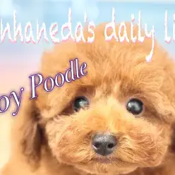 【 トイプードル 】生後3ヶ月で1.1kg！小柄で元気いっぱいのおりこうワンコ！