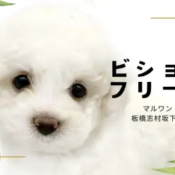 【 ビションフリーゼ 】純白のテディベアが登場！ふわもこビジョンちゃんをご紹介！