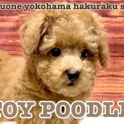 【 トイプードル 】少し困った表情がポイント!小さめサイズトイプードルくん