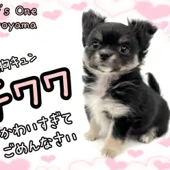 【 チワワ 】とっても小さなアイドル！チワワちゃんがやって来たよ！